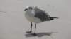 topsailhillpreserveseabird_small.jpg