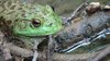 Bull Frog Eats Associate