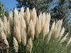 Albuquerque, NM - Botanical Gardens