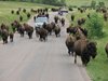 Very Slow Moving Buffalo  Stampede