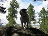 Hanni in the Black Hills of South Dakota