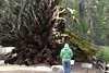 Fallen Sequoia at Yosemite