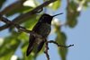 One of Many Hummingbirds at our Site