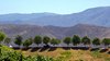 Temecula Wine Country