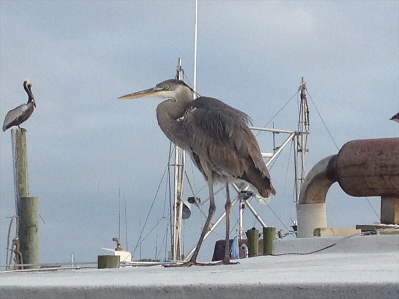 Behind Harbor Docks in Destin