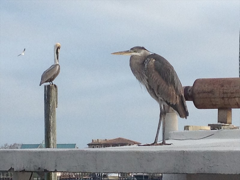 Behind Harbor Docks in Destin