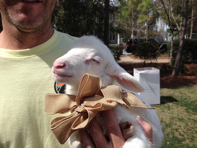 Lamb at Watercolor Art Festival