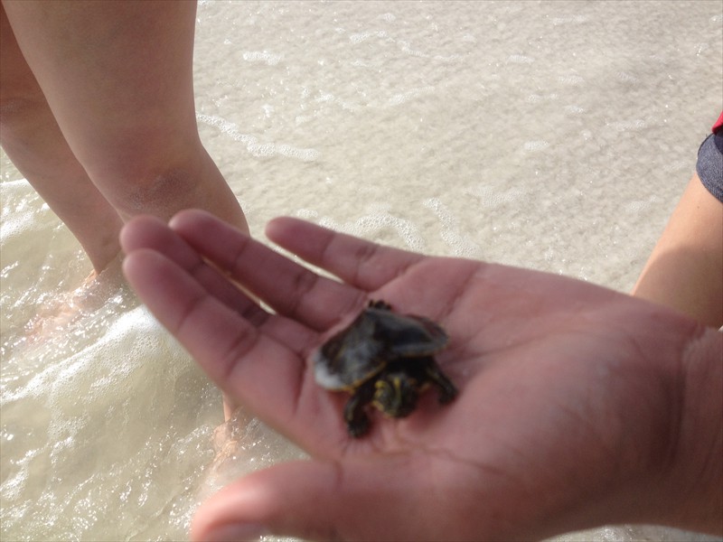 Helping the sea turtle get past the surf