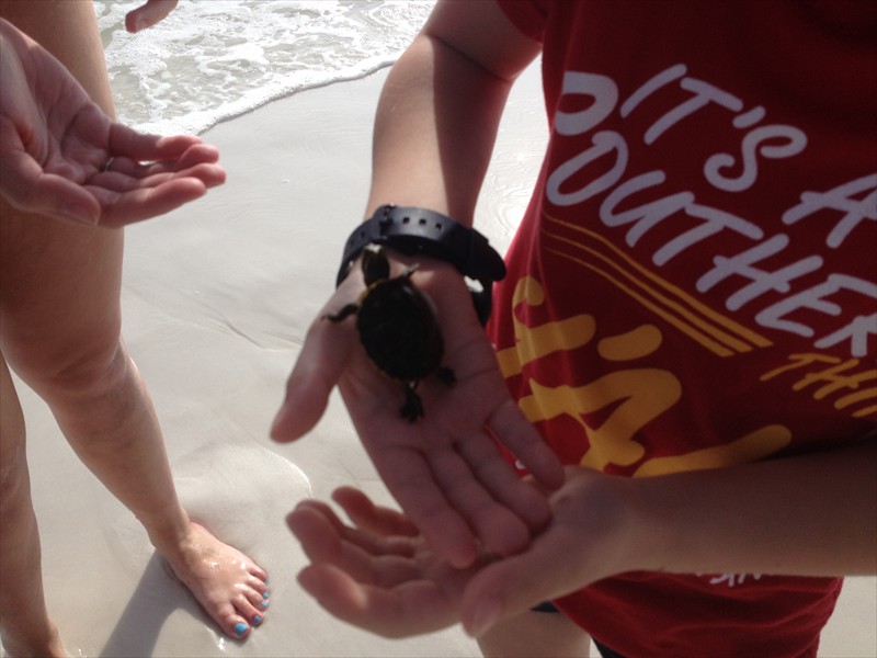 Helping the sea turtle get past the surf