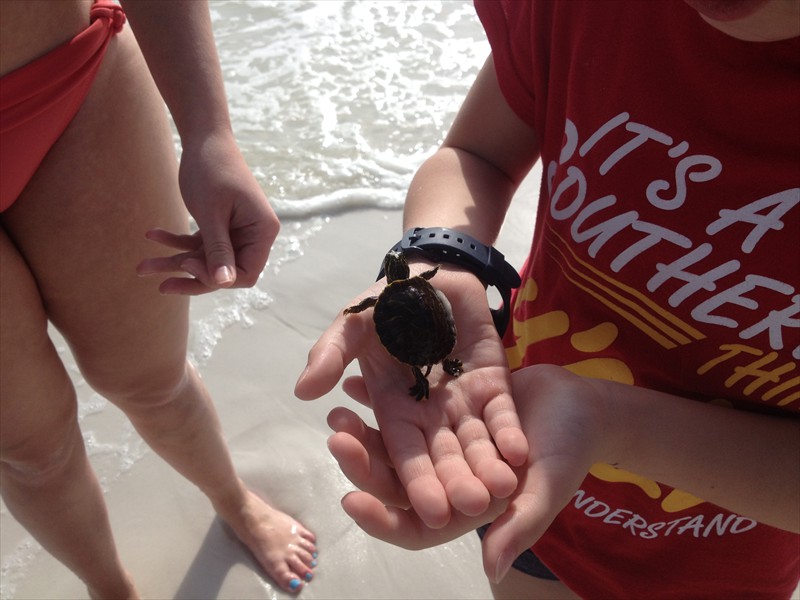 Helping the sea turtle get past the surf