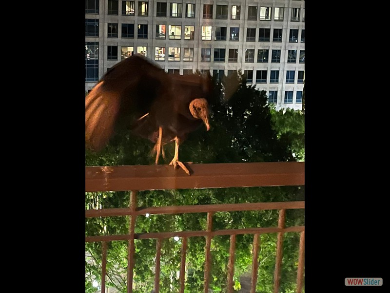 Black Vulture on balcony