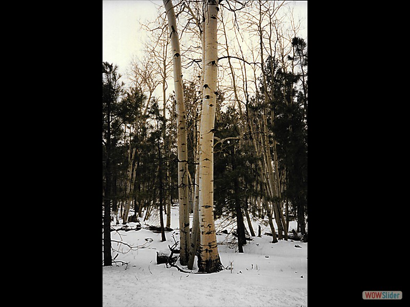 Birch Trees