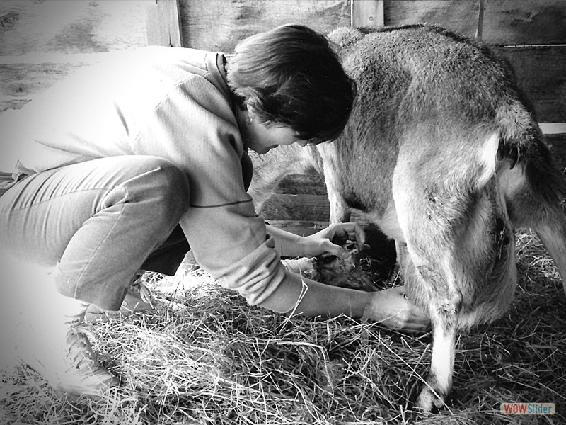 Deb with goats, Lagrange Mtn